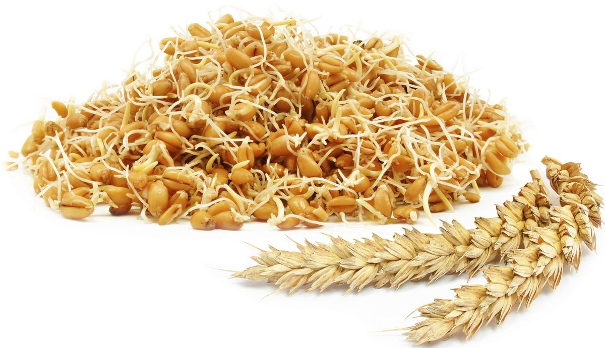 پودر جوانه گندم برای چاقی