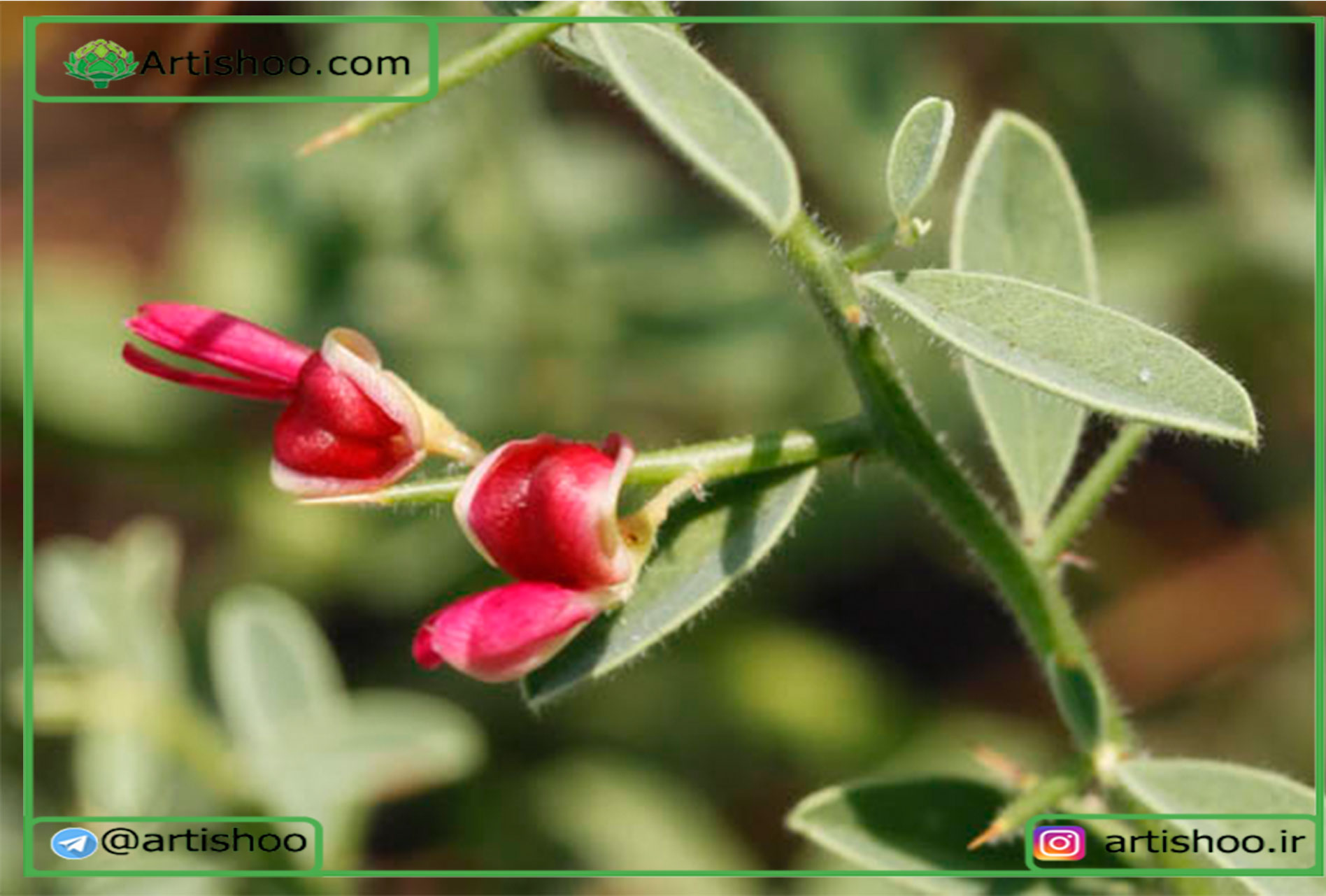 عرق خارشتر و سنگ کلیه
