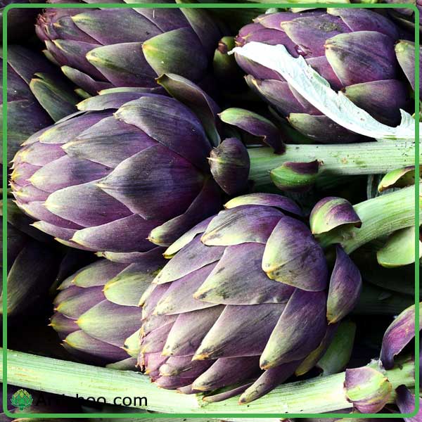 همه چیز درباره آرتیشو