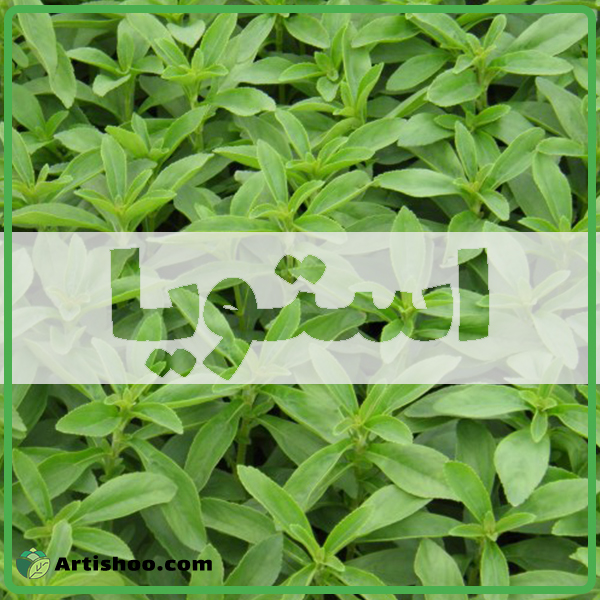 استویا ؛ و نحوه استخراج آن