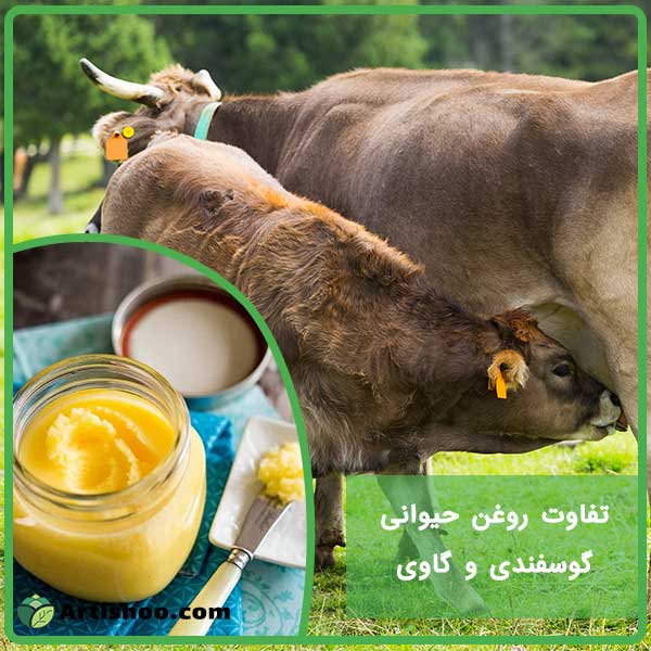 تفاوت روغن حیوانی گوسفندی و گاوی