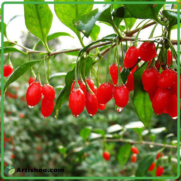 طریقه مصرف گوجی بری برای لاغری